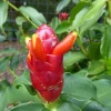 Red Button Ginger Live Rhizomes - Costus Woodsonii Tropical Plant, Shade Loving, 2 Pack - Image 1
