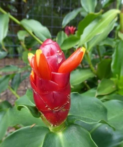 Red Button Ginger Live Rhizomes - Costus Woodsonii Tropical Plant, Shade Loving, 2 Pack - Image 1