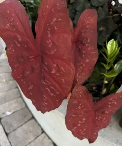 Red Caladium Live Plant - Fancy Leaf Elephant Ear Tropical Houseplant - Image 2