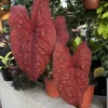 Red Caladium Live Plant - Fancy Leaf Elephant Ear Tropical Houseplant - Image 1