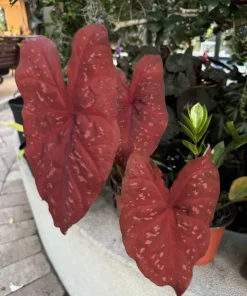 Red Caladium Live Plant - Striking Red Foliage Houseplant - Image 3