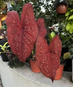 Red Caladium Live Plant - Striking Red Foliage Houseplant - Image 1