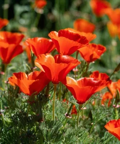 Red California Poppy Seeds - 500 Count - Vibrant Wildflower Blooms for Gardens - Image 2