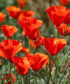 Red California Poppy Seeds - 500 Count - Vibrant Wildflower Blooms for Gardens - Image 3