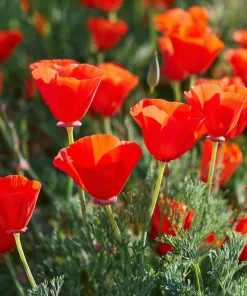 Red California Poppy Seeds - 500 Count - Vibrant Wildflower Blooms for Gardens - Image 4