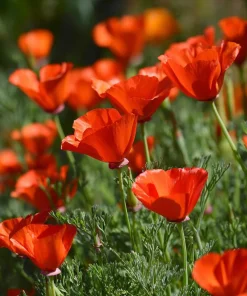 Red California Poppy Seeds - 500 Count - Vibrant Wildflower Blooms for Gardens - Image 1