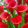 Red Calla Lily Bulbs - Set of 3 - Vibrant Red Flowers for Garden & Pots - Image 1