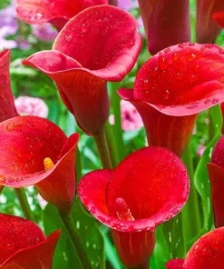 Red Calla Lily Bulbs - Set of 3 - Vibrant Red Flowers for Garden & Pots - Image 1
