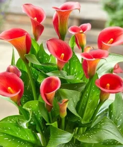 Red Calla Lily Bulbs - Set of 3 - Vibrant Red Flowers for Garden & Pots - Image 2