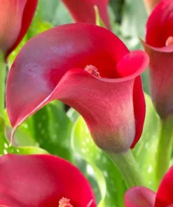 Red Calla Lily Bulbs - Set of 3 - Vibrant Red Flowers for Garden & Pots - Image 3
