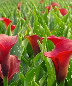 Red Calla Lily Bulbs - Set of 3 - Vibrant Red Flowers for Garden & Pots - Image 4