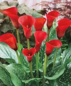 Red Calla Lily Bulbs - Set of 3 - Vibrant Red Flowers for Garden & Pots - Image 5