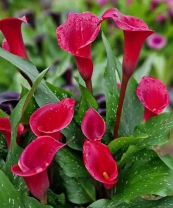 Red Calla Lily Bulbs - Set of 3 - Vibrant Red Flowers for Garden & Pots - Image 6