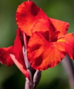 Red Canna Lily Indian Shot Flower Seeds - 5 Seeds Pack - Image 10