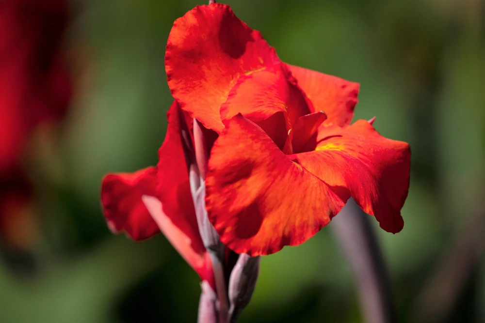 Red Canna Lily Indian Shot Flower Seeds - 5 Seeds Pack - Image 10