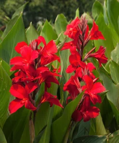 Red Canna Lily Indian Shot Flower Seeds - 5 Seeds Pack - Image 2