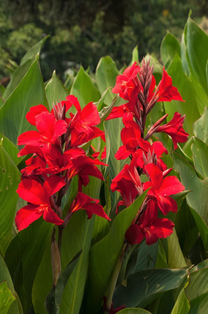 Red Canna Lily Indian Shot Flower Seeds - 5 Seeds Pack - Image 2