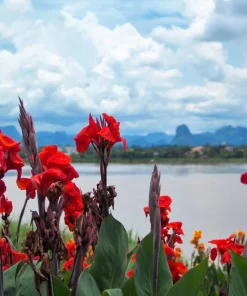 Red Canna Lily Indian Shot Flower Seeds - 5 Seeds Pack - Image 3