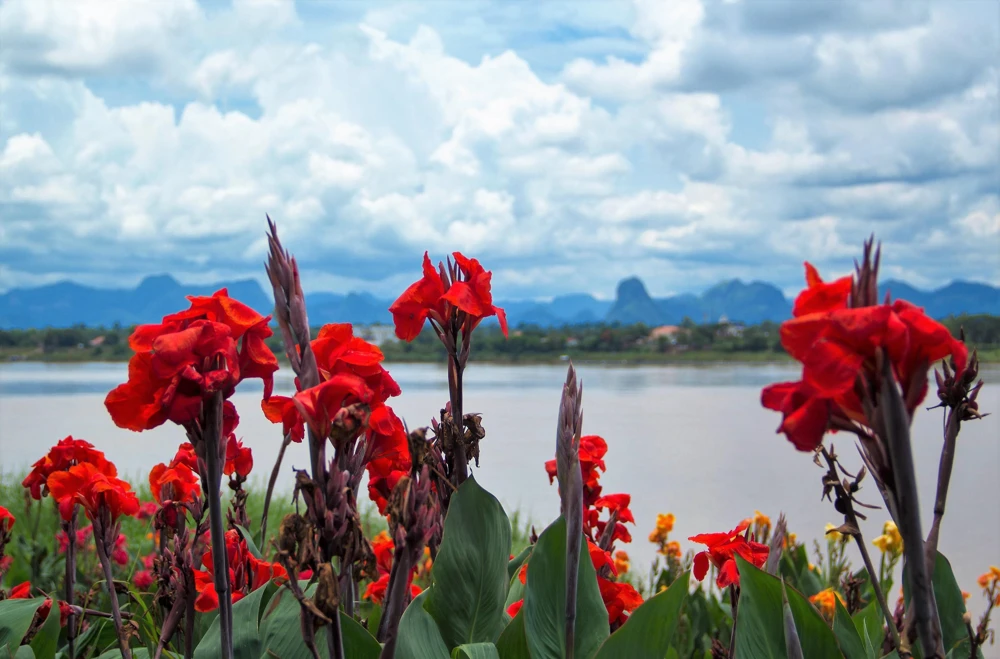 Red Canna Lily Indian Shot Flower Seeds - 5 Seeds Pack - Image 3