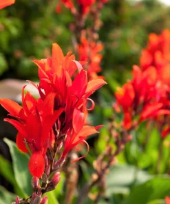Red Canna Lily Indian Shot Flower Seeds - 5 Seeds Pack - Image 4