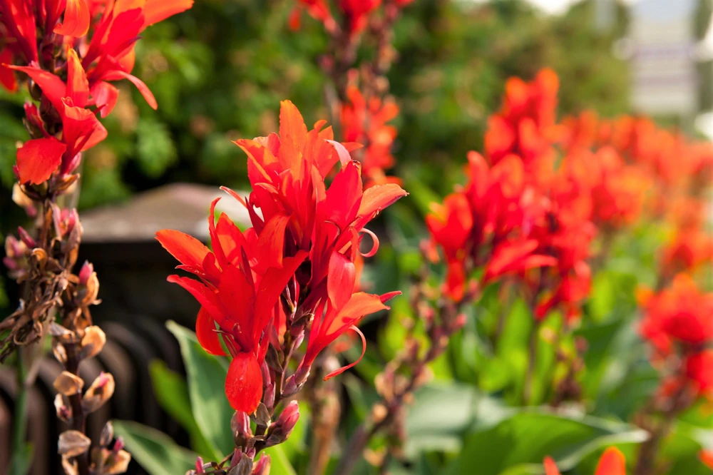 Red Canna Lily Indian Shot Flower Seeds - 5 Seeds Pack - Image 4