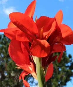 Red Canna Lily Indian Shot Flower Seeds - 5 Seeds Pack - Image 5