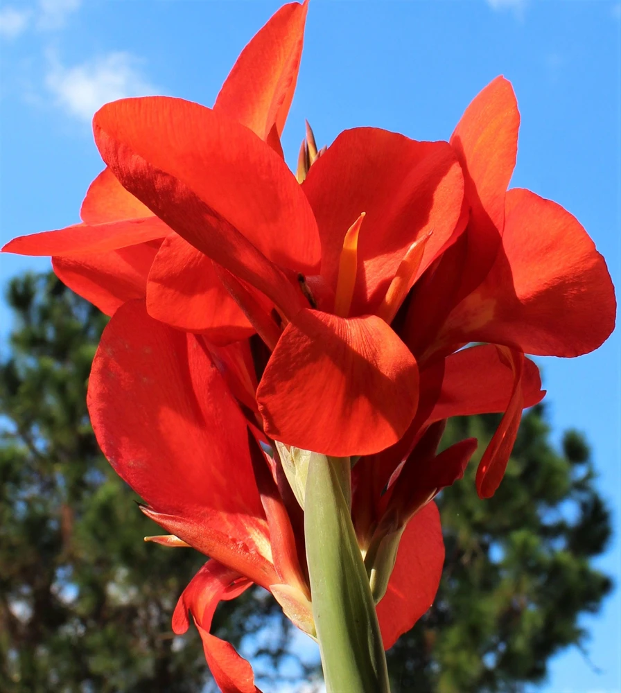 Red Canna Lily Indian Shot Flower Seeds - 5 Seeds Pack - Image 5