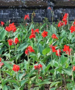 Red Canna Lily Indian Shot Flower Seeds - 5 Seeds Pack - Image 6