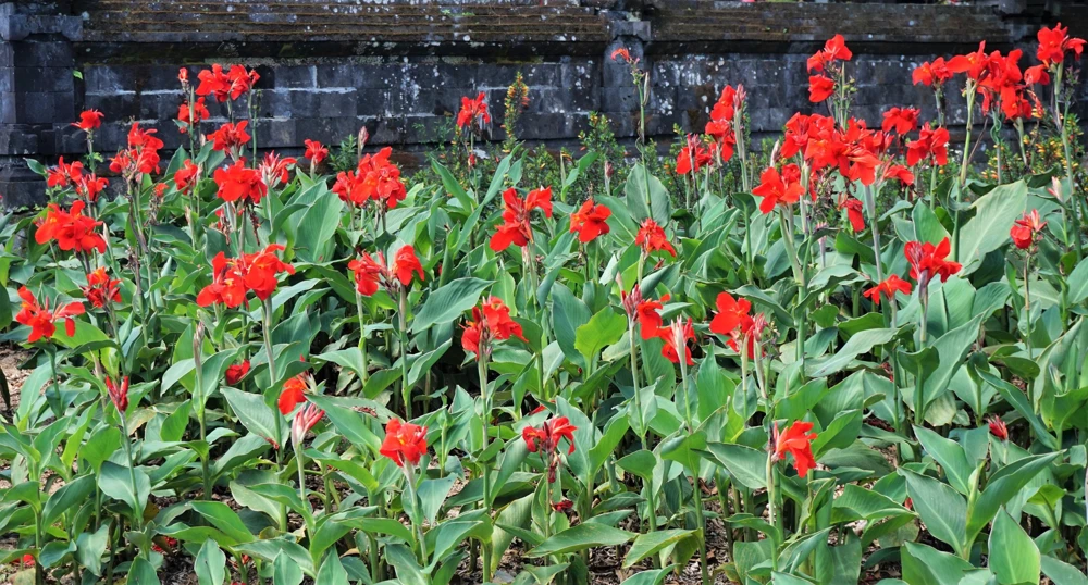 Red Canna Lily Indian Shot Flower Seeds - 5 Seeds Pack - Image 6