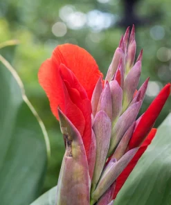 Red Canna Lily Indian Shot Flower Seeds - 5 Seeds Pack - Image 7