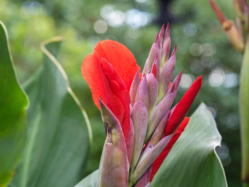 Red Canna Lily Indian Shot Flower Seeds - 5 Seeds Pack - Image 7