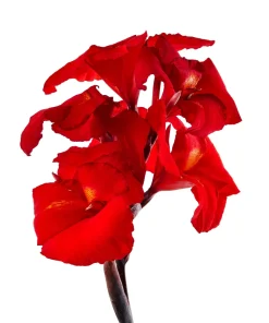 Red Canna Lily Indian Shot Flower Seeds - 5 Seeds Pack - Image 8