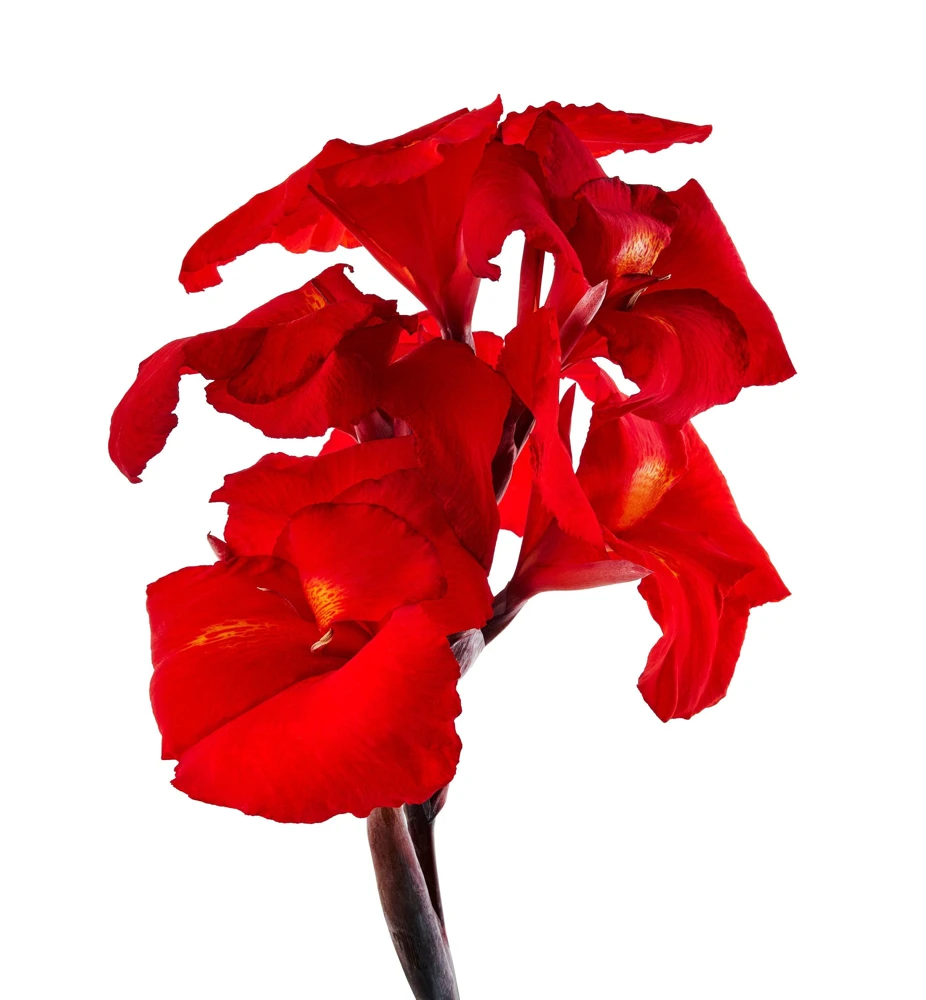 Red Canna Lily Indian Shot Flower Seeds - 5 Seeds Pack - Image 8