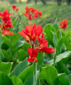 Red Canna Lily Indian Shot Flower Seeds - 5 Seeds Pack - Image 9