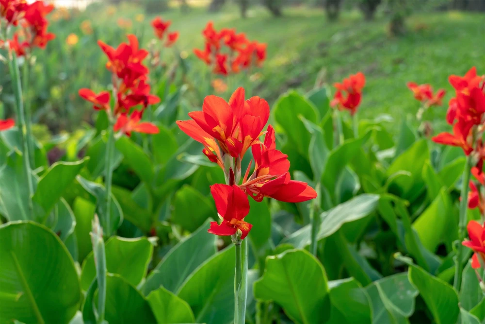 Red Canna Lily Indian Shot Flower Seeds - 5 Seeds Pack - Image 9