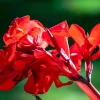Red Canna Lily Indian Shot Flower Seeds - 5 Seeds Pack - Image 1