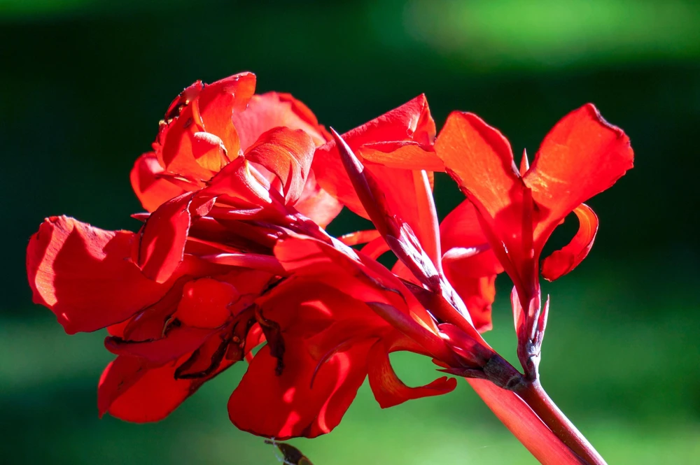 Red Canna Lily Indian Shot Flower Seeds - 5 Seeds Pack - Image 1