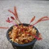 Red Cape Sundew Live Plant (Drosera Capensis) - Carnivorous Plant in 3 inch Pot - Image 1