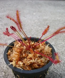 Red Cape Sundew Live Plant (Drosera Capensis) - Carnivorous Plant in 3 inch Pot - Image 1
