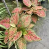 Red Chinese Evergreen Live Plant – Aglaonema – Indoor Houseplant – Air Purifying - Image 1