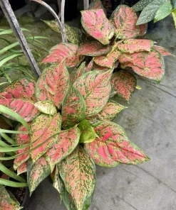 Red Chinese Evergreen Live Plant – Aglaonema – Indoor Houseplant – Air Purifying - Image 1
