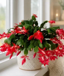 Red Christmas Cactus Live Plant 4-6 Inch Tall, Holiday Cactus Houseplant, 2 Plants Per Pot - Image 2