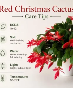 Red Christmas Cactus Live Plant 4-6 Inch Tall, Holiday Cactus Houseplant, 2 Plants Per Pot - Image 3