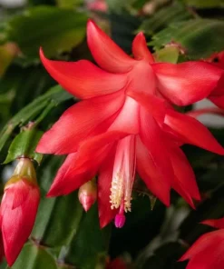 Red Christmas Cactus Live Plant 4-6 Inch Tall, Holiday Cactus Houseplant, 2 Plants Per Pot - Image 4