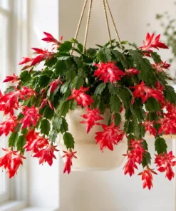 Red Christmas Cactus Live Plant 4-6 Inch Tall, Holiday Cactus Houseplant, 2 Plants Per Pot - Image 5