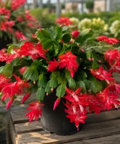 Red Christmas Cactus Live Plant 4-6 Inch Tall, Holiday Cactus Houseplant, 2 Plants Per Pot - Image 6