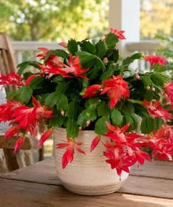 Red Christmas Cactus Live Plant 4-6 Inch Tall, Holiday Cactus Houseplant, 2 Plants Per Pot - Image 7