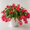 Red Christmas Cactus Live Plant 4-6 Inch Tall, Holiday Cactus Houseplant, 2 Plants Per Pot - Image 1