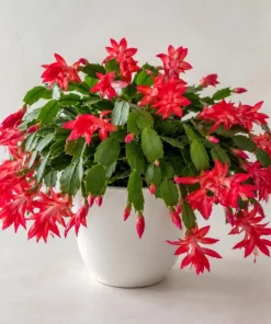 Red Christmas Cactus Live Plant 4-6 Inch Tall, Holiday Cactus Houseplant, 2 Plants Per Pot - Image 1