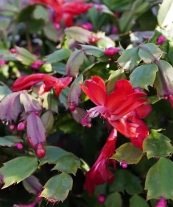 Red Christmas Cactus Live Plant, Holiday Blooming Succulent, 4-6 Inch Tall - Image 2